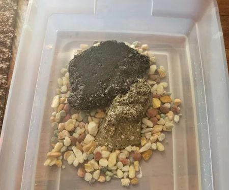 Royal Pet Center