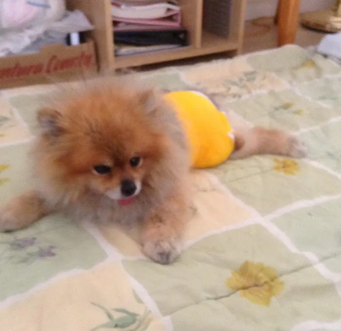 Pet Assistance, Inc. Picture 2