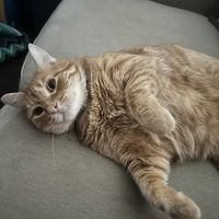 Candlewood Animal Hospital ico