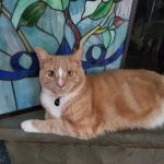 Catskill Animal Hospital