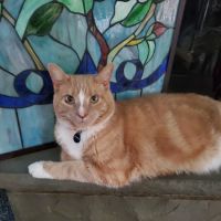 Catskill Animal Hospital ico