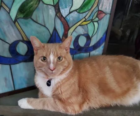 Catskill Animal Hospital