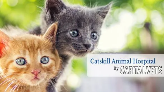 Catskill Animal Hospital Picture 6