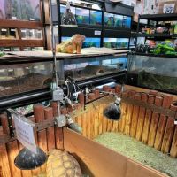 Reptile Island 3 ico