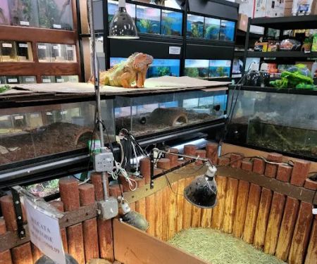 Reptile Island 3