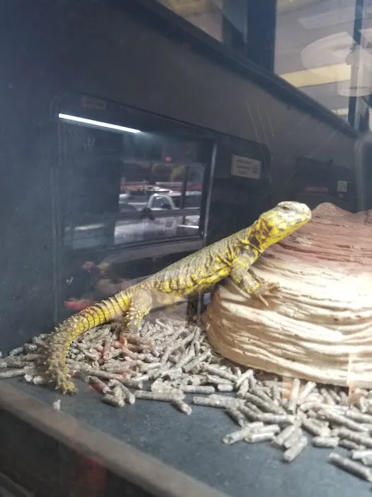 Reptile Island 3 Picture 4