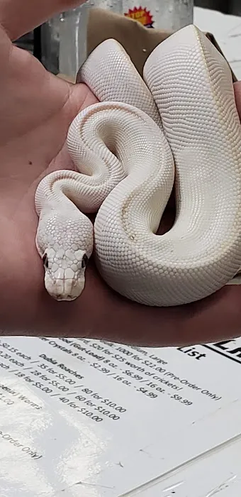Reptile Island 3 Picture 5