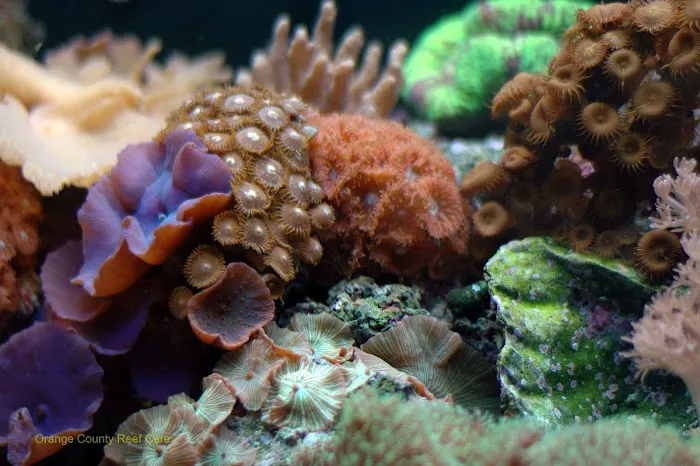 Orange County Reef Care Picture 2