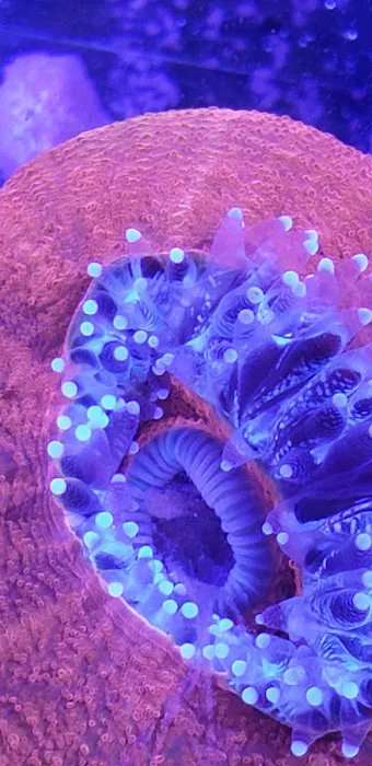 Orange County Reef Care Picture 4