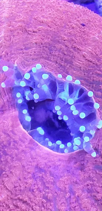 Orange County Reef Care Picture 6