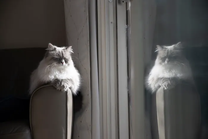Senge Siberians Picture 2