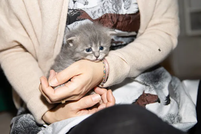 Senge Siberians Picture 5