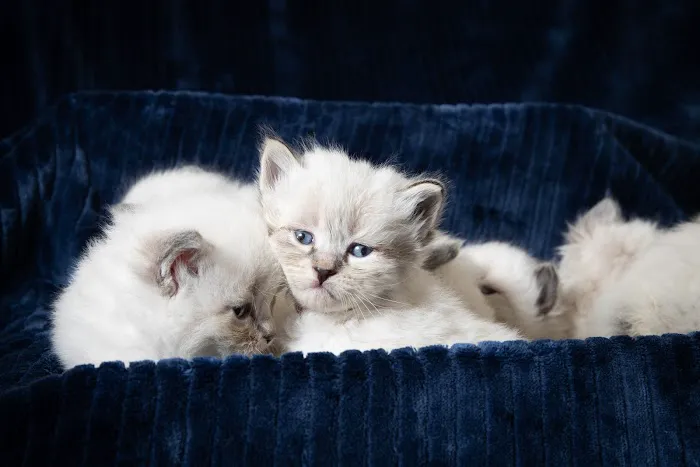 Senge Siberians Picture 6
