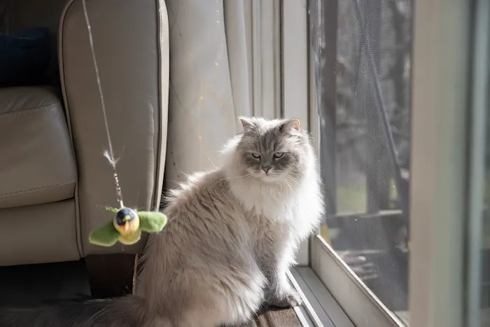 Senge Siberians Picture 8