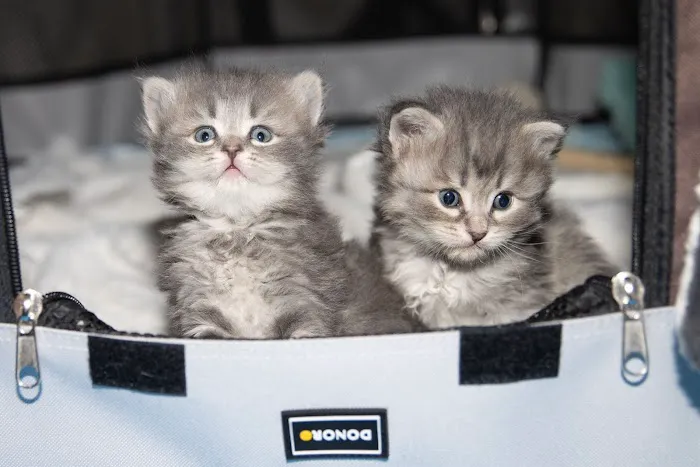 Senge Siberians Picture 1