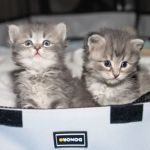 Senge Siberians