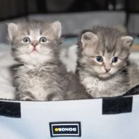 Senge Siberians ico