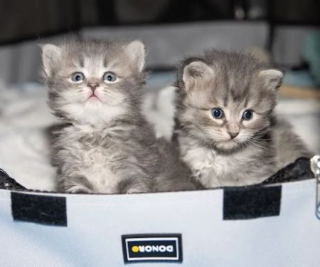 Senge Siberians