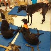 Petco ico