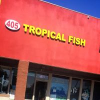 405 Tropical Fish ico