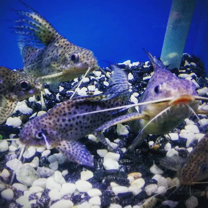 405 Tropical Fish Picture 5