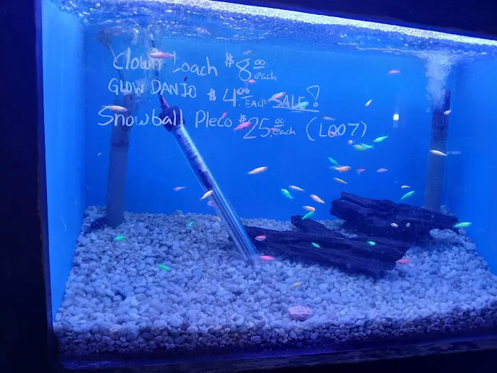 405 Tropical Fish Picture 3