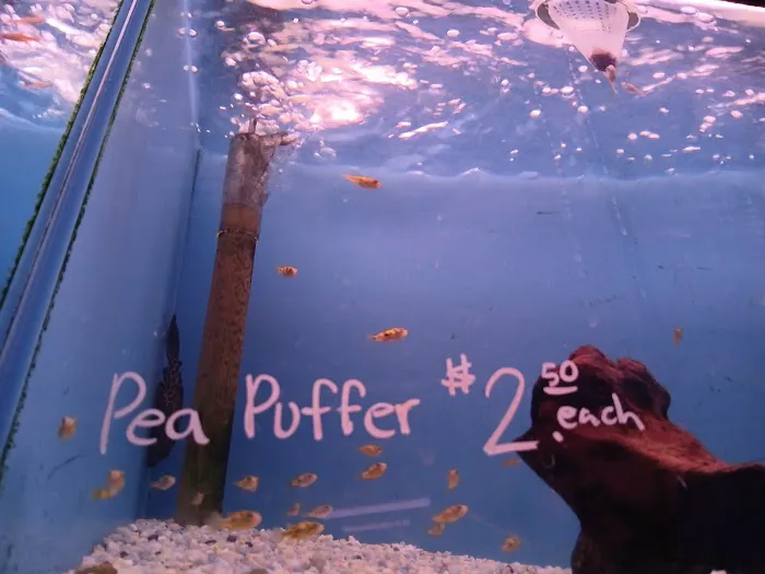 405 Tropical Fish Picture 7
