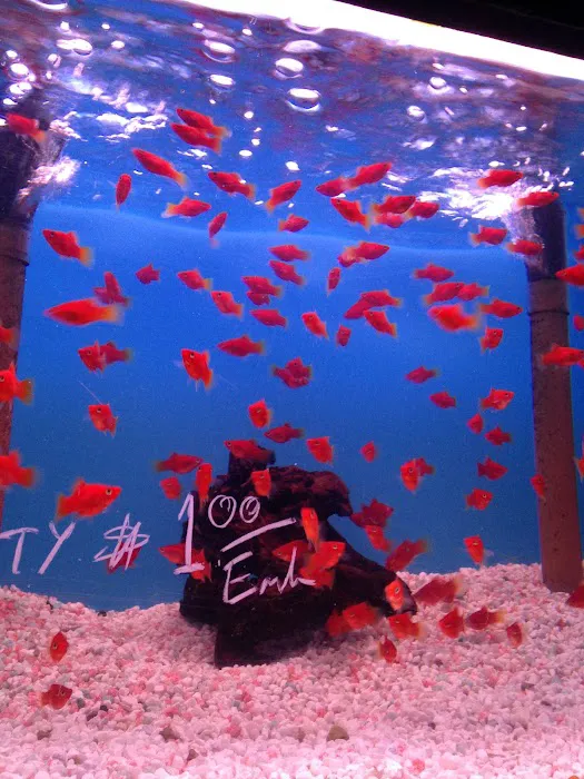 405 Tropical Fish Picture 8