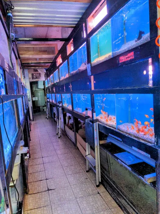 405 Tropical Fish Picture 9