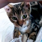 Redding Veterinary Hospital