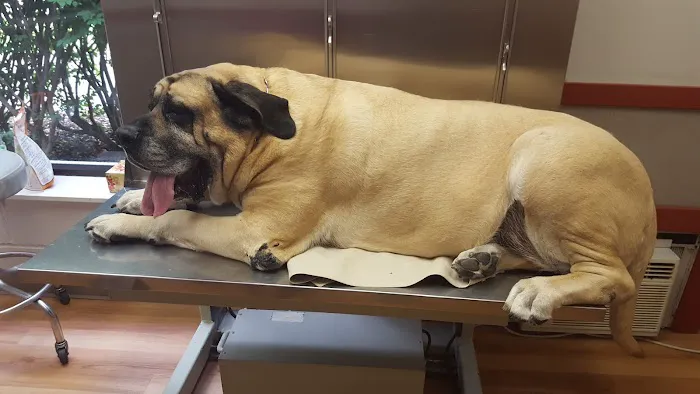 Ridgefield Veterinary Center Picture 5