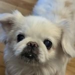 Chef Lou Dog Treats