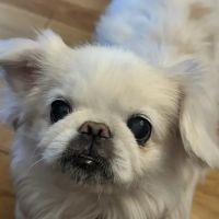 Chef Lou Dog Treats ico