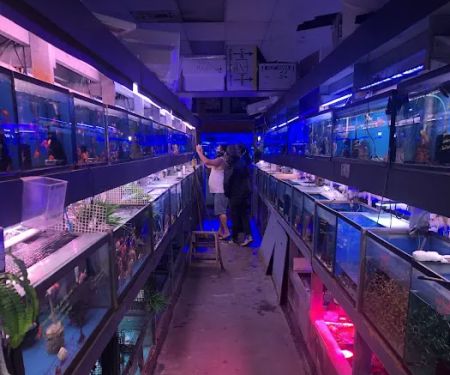 Tong's Tropical Fish & Pets