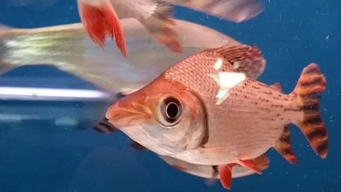 Tong's Tropical Fish & Pets Picture 6