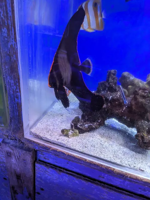 Tong's Tropical Fish & Pets Picture 3
