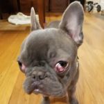 North Wilton Animal Hospital