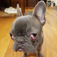 North Wilton Animal Hospital ico