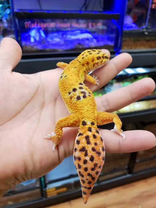 REPTILE FACTORY Picture 2