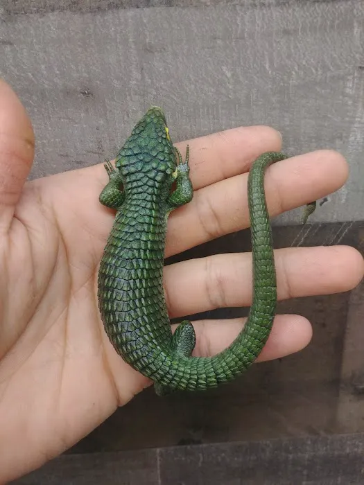 REPTILE FACTORY Picture 3