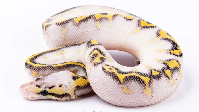 REPTILE FACTORY Picture 4