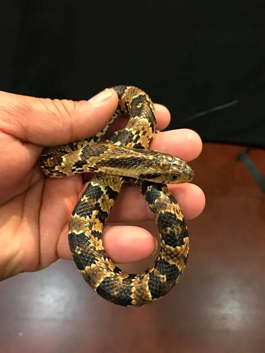 REPTILE FACTORY Picture 8