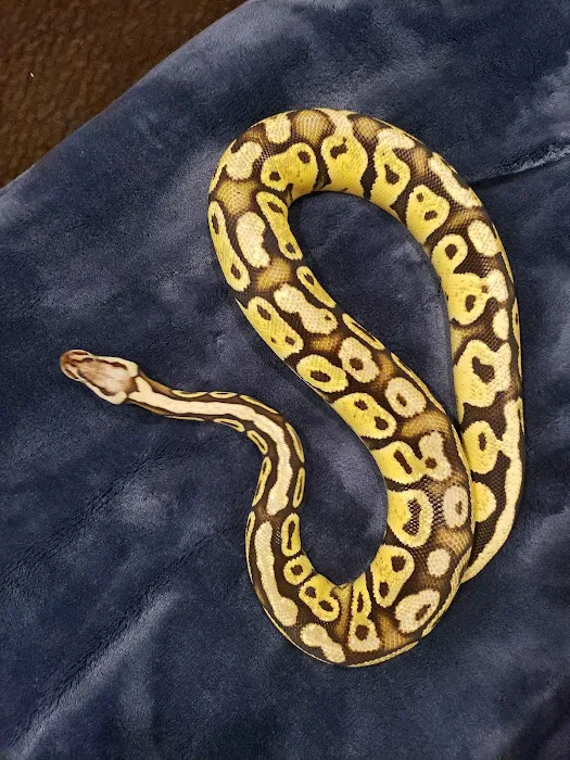 REPTILE FACTORY Picture 7