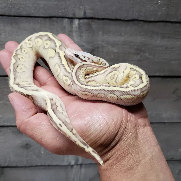 REPTILE FACTORY Picture 6