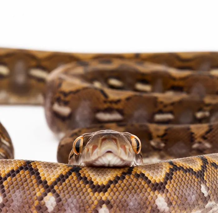REPTILE FACTORY Picture 5
