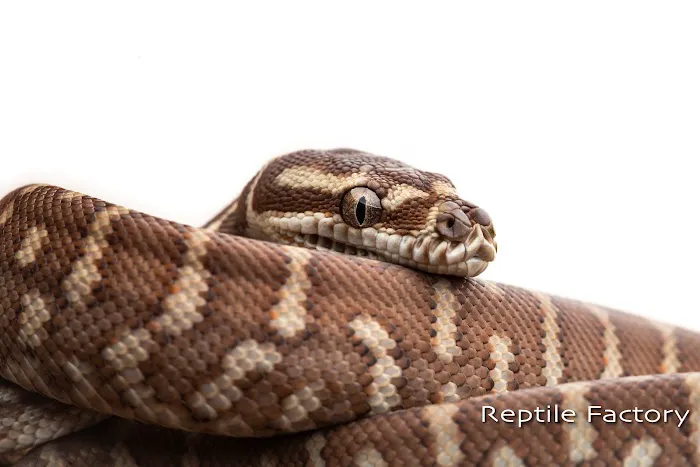 REPTILE FACTORY Picture 10