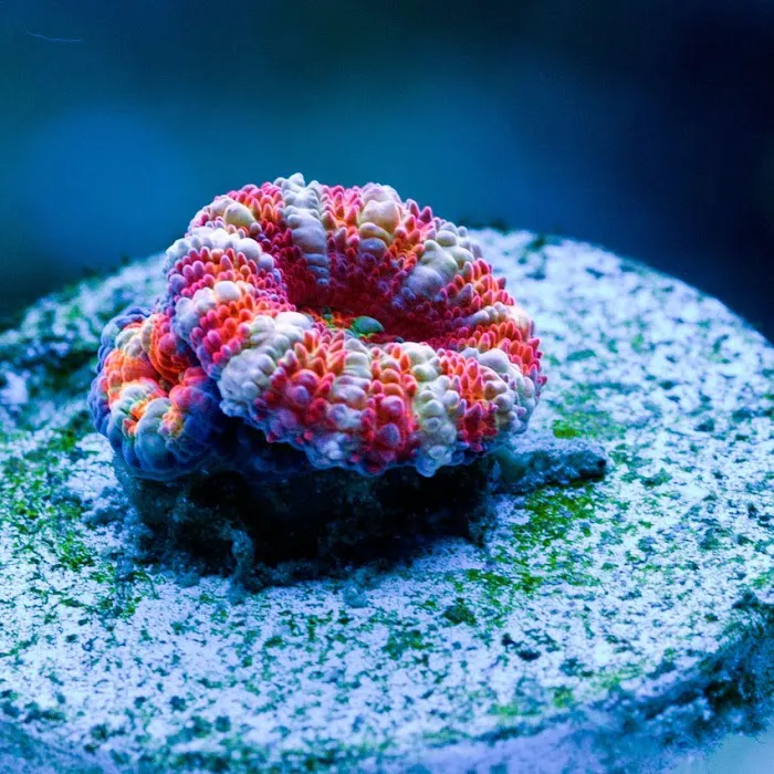 Majestic aquarium services Picture 3