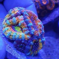 Majestic aquarium services ico