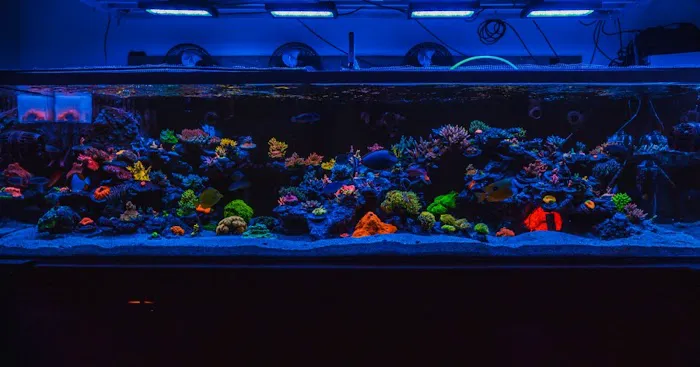 Majestic aquarium services Picture 8