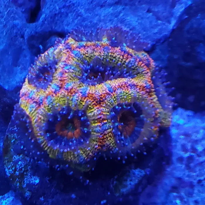 Majestic aquarium services Picture 9